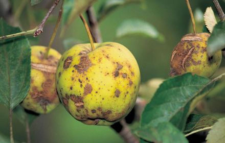 Tavelure, ennemi n°1