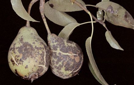 Tavelure, tous les organes touchés