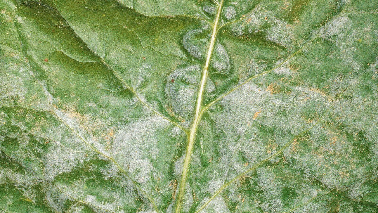 Test article heading