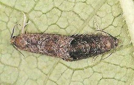 Tordeuses orientales, en recrudescence