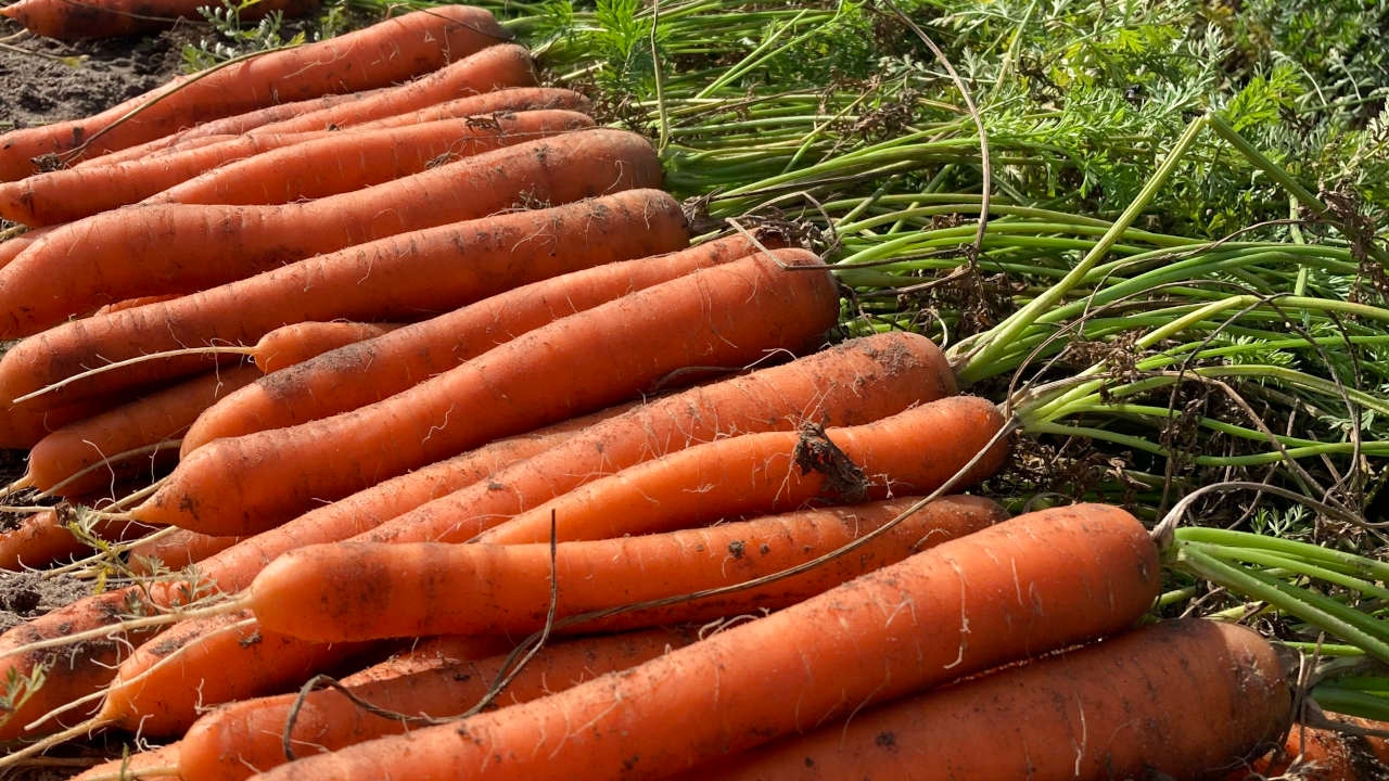 Herbicides sur légumes