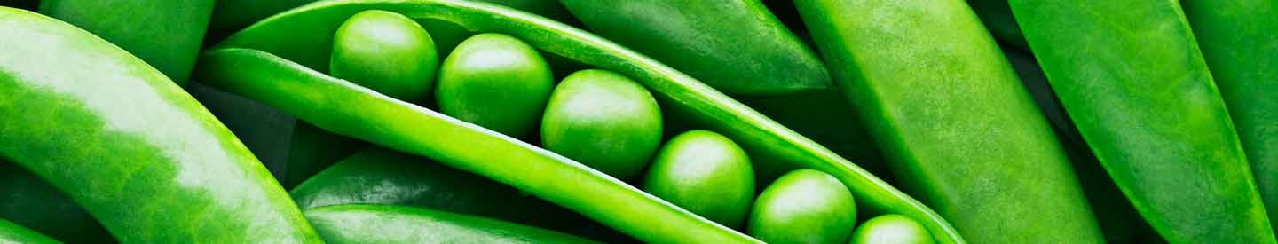 Désherbage du pois : les solutions Bayer