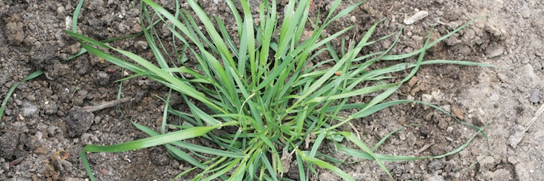 ray-grass-ivraie_Article_Header.jpg