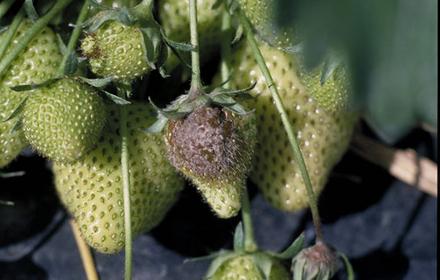 Botrytis de la fraise, éviter l'eau et aérer