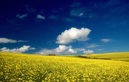 Comment fonctionne Rhapsody®, le produit de biocontrôle multicultures ?