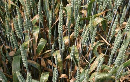 L'agronomie en renfort pour limiter le risque septoriose