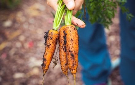 Les nématodes sur carottes, une réelle problématique agriculteur