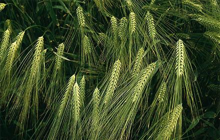 Maladies des orges, quelle protection fongicide ?