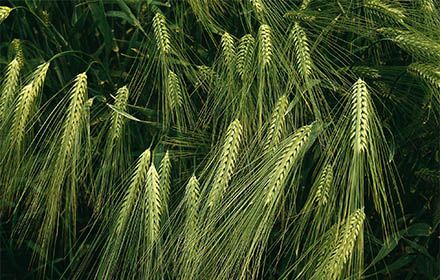 Maladies des orges, quelle protection fongicide ?