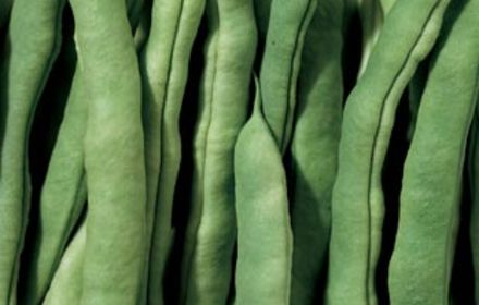 Protéger le haricot et le tabac du sclérotinia et du botrytis avec Luna® Sensation et Luna® Xtend