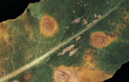 Alternaria : gare au temps orageux