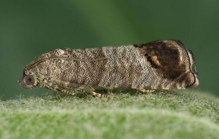 Carpocapse, très redouté