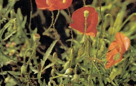 Coquelicot sur blé tendre, blé dur et orge