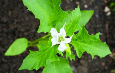 Datura stramoine sur maïs, tournesol, pomme de terre et betterave