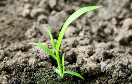 Digitaire sanguine, fréquente en sols pauvres