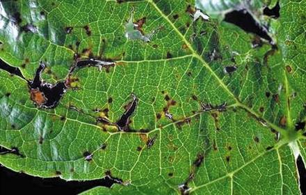 Excoriose, biologie, symptômes et dégâts