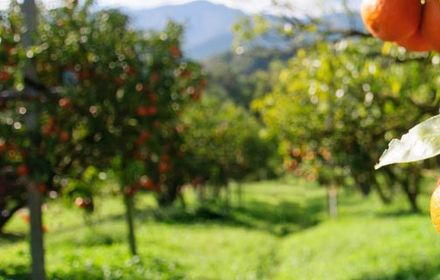 Gérer les monilioses des fruits à noyaux sur abricotier, pêcher, prunier