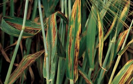 Helminthosporiose de l'orge