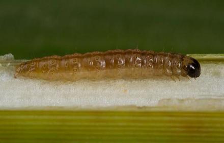 La pyrale ronge le melon