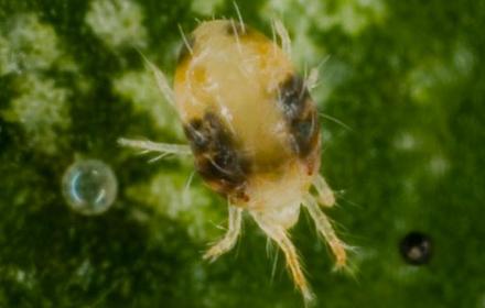 Les acariens jaunes, plus rapides que les rouges