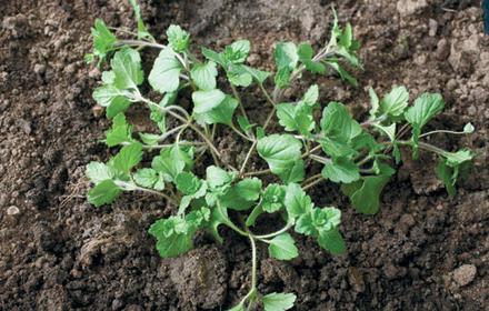 Les Véroniques : à chacune son sol limoneux