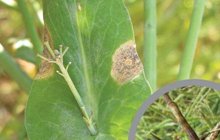 Mycosphaerella : jusqu'à 15% de perte de rendement