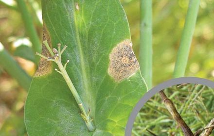 Mycosphaerella : jusqu'à 15% de perte de rendement