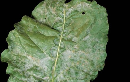 Oïdium : une maladie en régression