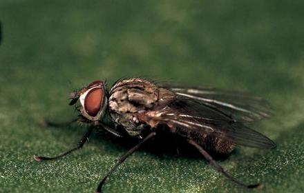 Pégomyies : des larves véritables mineuses