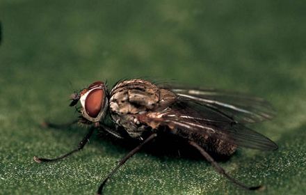 Pégomyies : des larves véritables mineuses