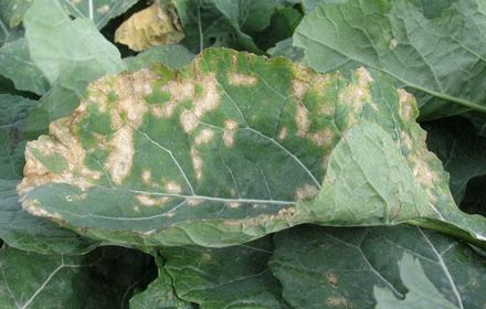 Pseudocercosporella, la maladie des taches blanches