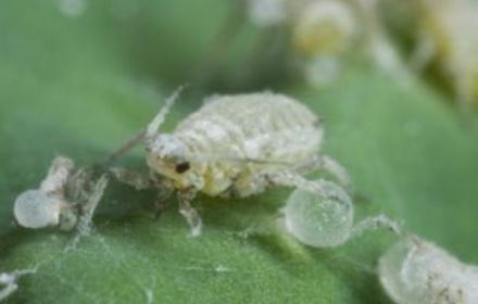 Puceron cendré du chou : une protection qui s’appuie sur les auxiliaires