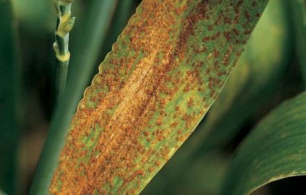 Rouille brune du blé