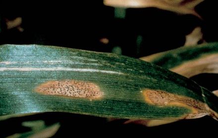Septoriose du blé tendre