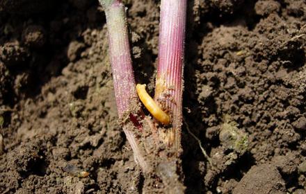 Taupin : un coléoptère en recrudescence sur maïs