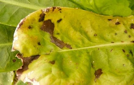 Alternariose de l'endive, taches brunes sur les feuilles