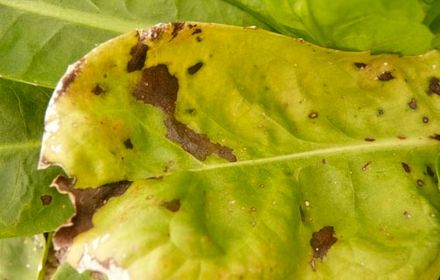 Alternariose de l'endive, taches brunes sur les feuilles
