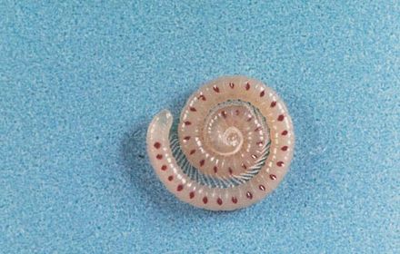 Blaniule : un mille-pattes ravageur