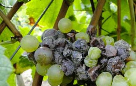 Botrytis de la vigne