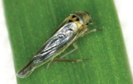 Cicadelles : vectrices du virus des pieds chétifs