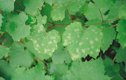 Comment gérer l'oïdium de la vigne ?