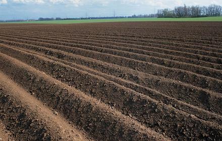 Désherbage de la pomme de terre : visez la pré-levée