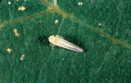 La cicadelle verte, Vigilance sur la deuxième génération