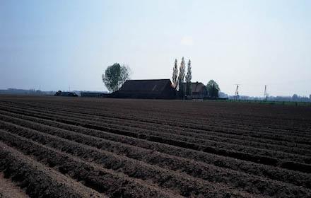La pomme de terre & le Rhizoctone brun ! Rhapsody®, le biocontrôle en traitement de sol