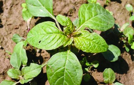 L'amarante réfléchie : forte nuisibilité