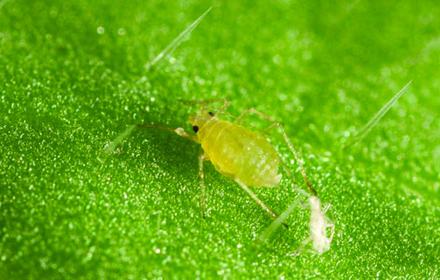Le puceron vert du pêcher : l'un des plus dangereux
