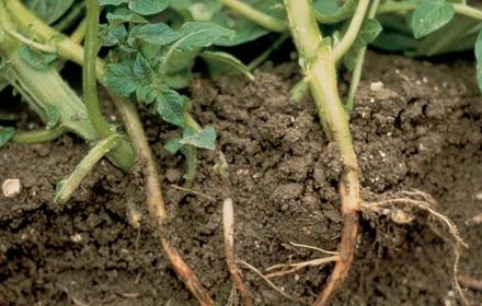 Le rhizoctone brun sur pomme de terre : quelles sont les précautions à prendre pour traiter les plants ?