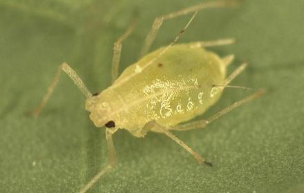 Les pucerons d'automne et la problématique JNO