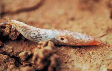 Limaces : de redoutables ravageurs