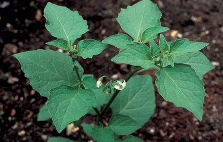 Morelle noire, fort pouvoir de nuisibilité